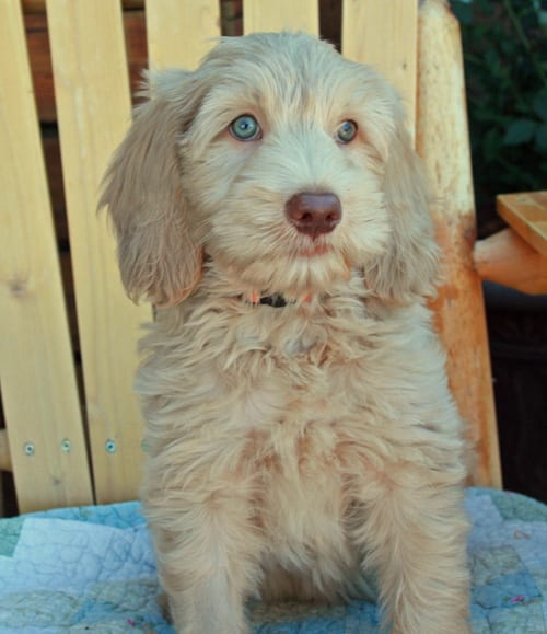 Medium best sale labradoodle puppies