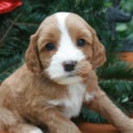 miniature labradoodle puppies, mini labradoodle, labradoodle puppies for sale, labradoodle puppies Oregon, available labradoodle puppies