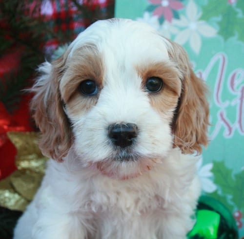 miniature labradoodle puppies, mini labradoodle, labradoodle puppies for sale, labradoodle puppies Oregon, available labradoodle puppies