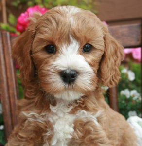 mini apricot labradoodle