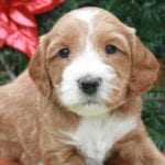 medium labradoodle, labradoodle puppies for sale, labradoodle puppies available, labradoodle oregon, medium labradoodle puppies for sale.