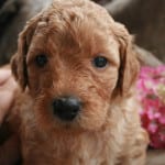 standard labradoodle puppy, standard labradoodle puppies for sale, large labradoodles, labradoodle puppies for sale