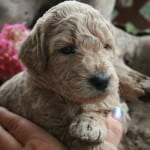 standard labradoodle puppy, standard labradoodle puppies for sale, large labradoodles, labradoodle puppies for sale