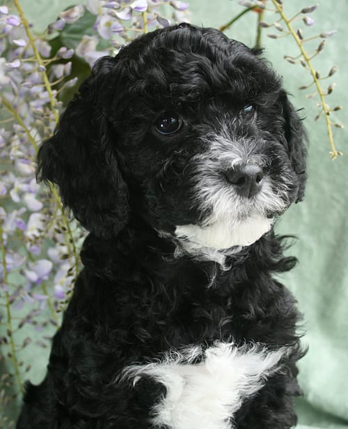 curly black female labradoodle puppy available oregon ...