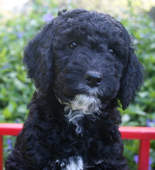 buy a black labradoodle puppy in oregon - Pacific Rim Labradoodles