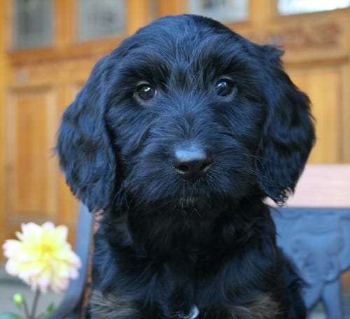 Medium Labradoodle puppies | Mini Labradoodle Puppies Available