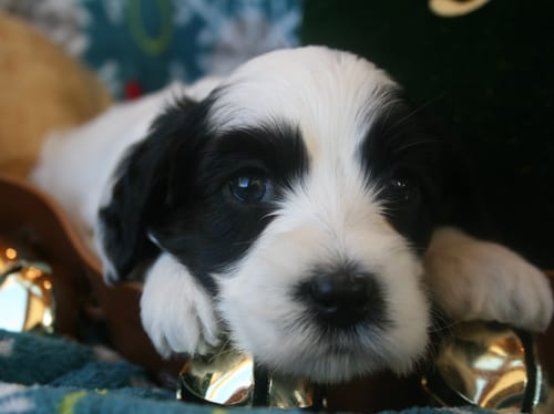labradoodle puppy, miniature labradoodle puppy for sale, mini labradoodle puppy