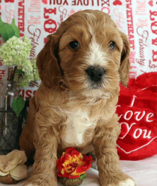 best apricot boy 2 - Pacific Rim Labradoodles