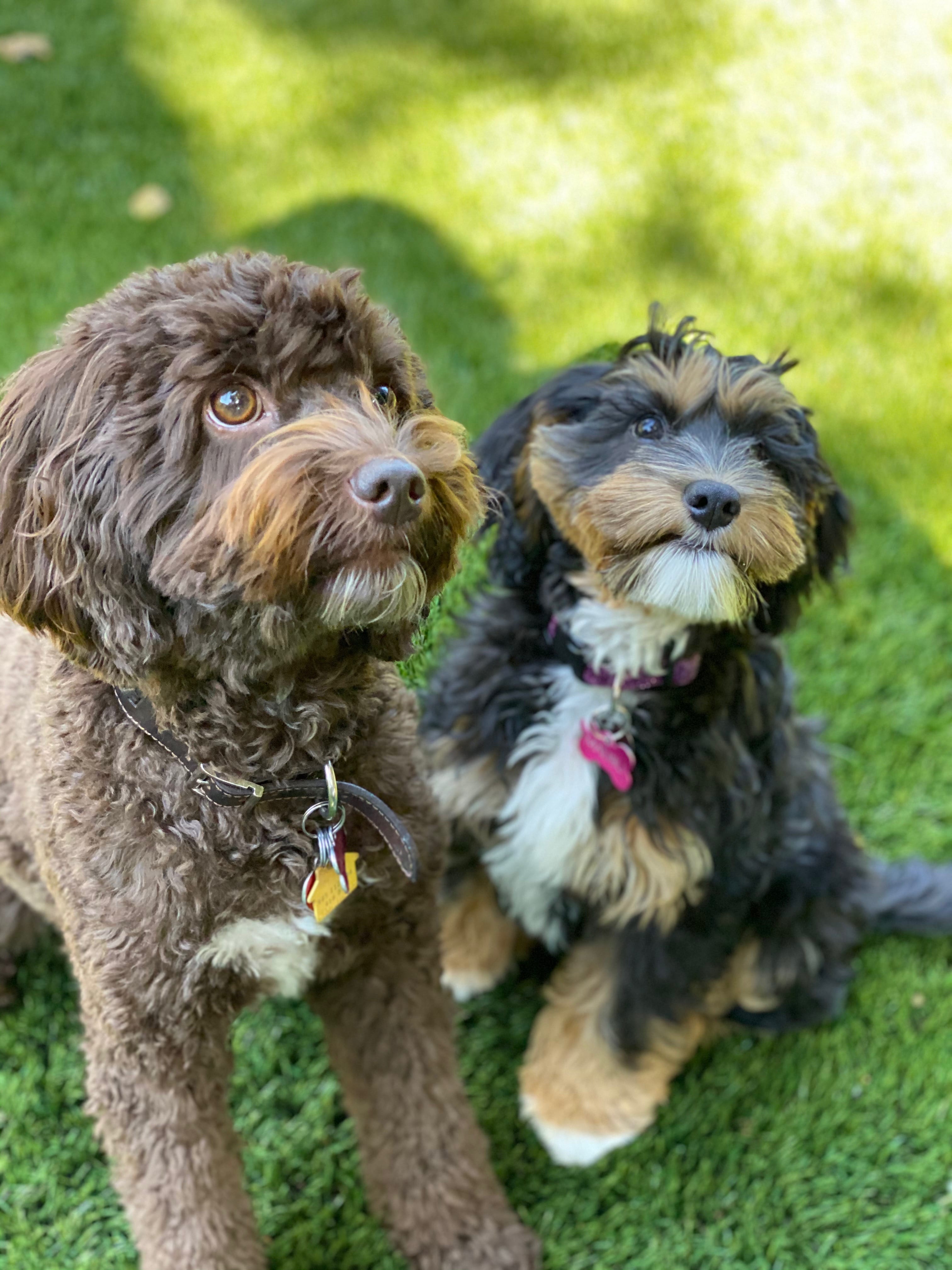 IMG_5338 - Pacific Rim Labradoodles