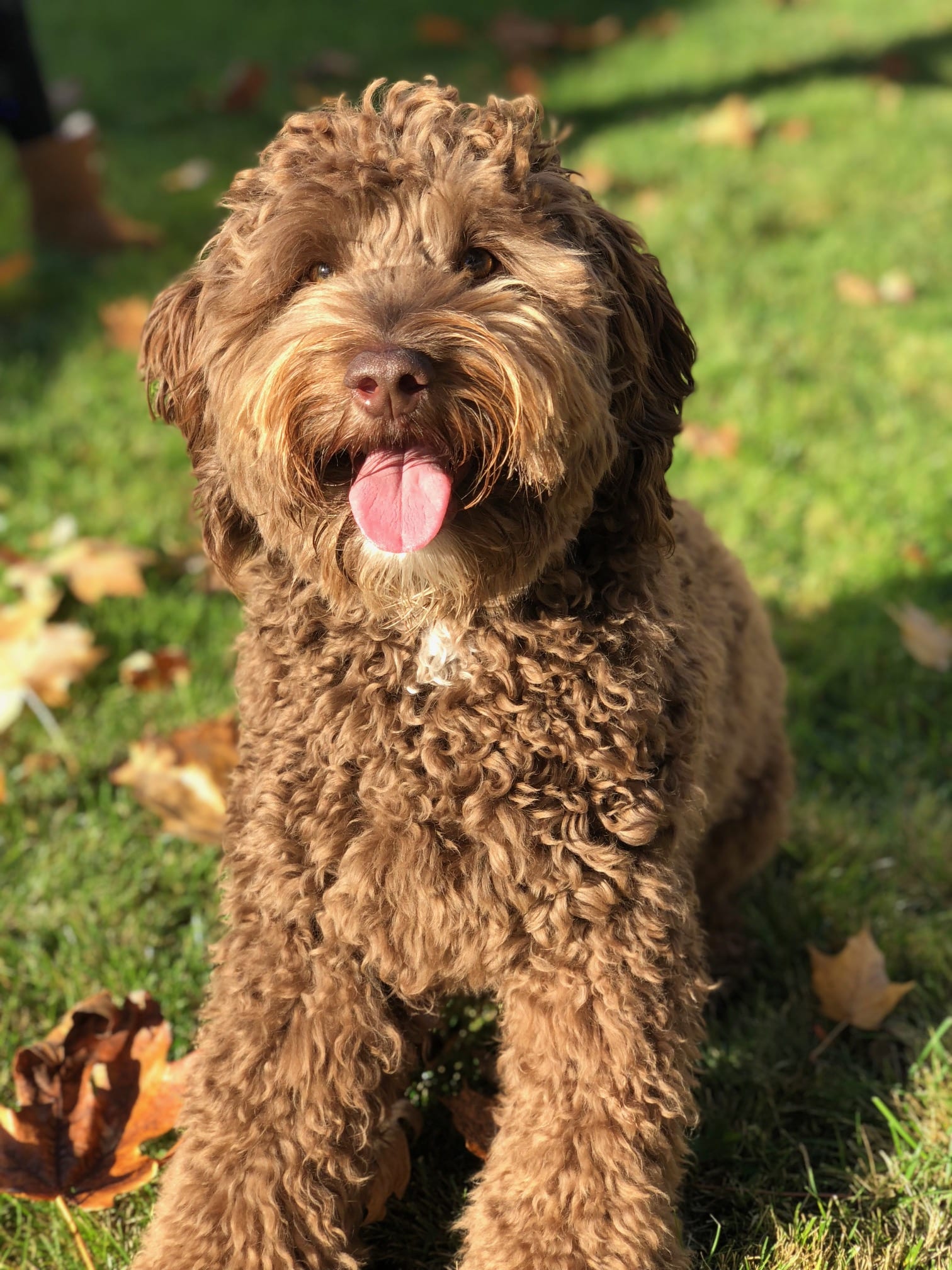 living nature labradoodle