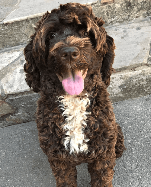 medium labradoodle, medium labradoodle puppies for sale, labradoodle puppies for sale, labradoodle Oregon, labradoodle puppies for sale in Oregon, labradoodle puppies California, labradoodle puppies Washington, labradoodle puppies available