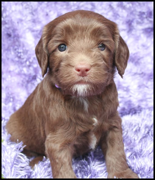 Fancy purple collar chocolate lavender female 4wks - Pacific Rim ...