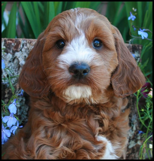 Tilly black collar apricot male 7wks - Pacific Rim ...