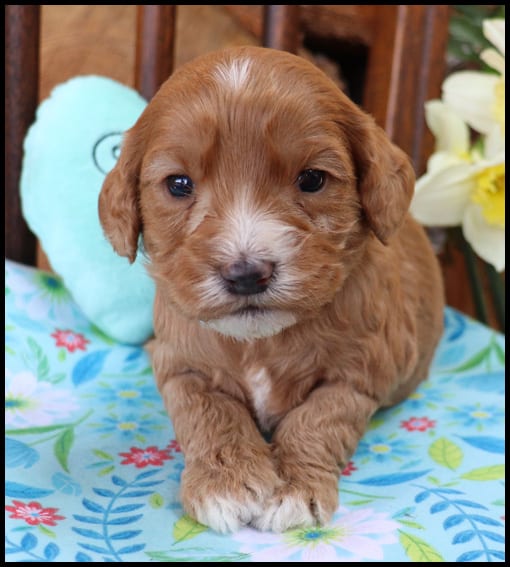 Newt lavender collar apricot female 3wks - Pacific Rim Labradoodles