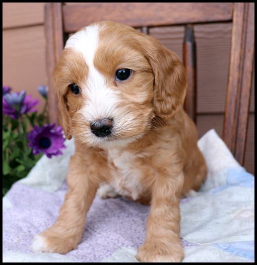 Newt pink collar female 5wks - Pacific Rim Labradoodles