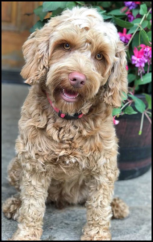 miniature labradoodles, mini labradoodles, mini labradoodle puppies for sale, miniature labradoodle puppies for sale, miniature labradoodles, Oregon labradoodle, labradoodle breeder Oregon, labradoodle northwest