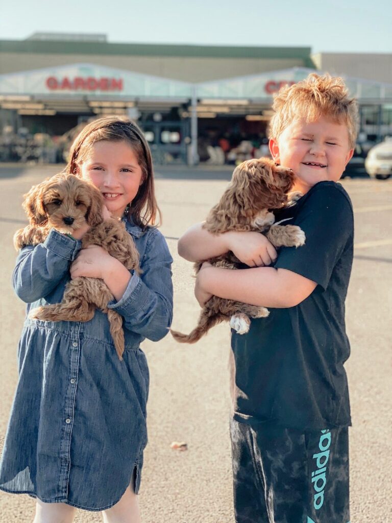 medium labradoodle, miniature labradoodle, labradoodle puppies available Oregon, Oregon labradoodle,