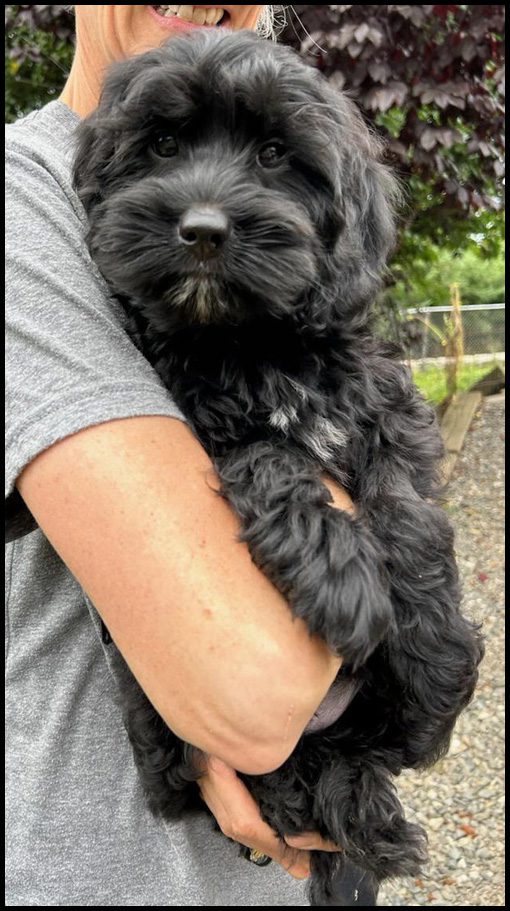 miniature labradoodle puppies, mini labradoodle puppies, mini labradoodles Oregon, miniature labradoodles Oregon, labradoodles for sale, Labradoodles Oregon