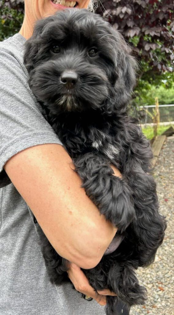 miniature labradoodle puppies, mini labradoodle puppies, mini labradoodles Oregon, miniature labradoodles Oregon, labradoodles for sale, Labradoodles Oregon