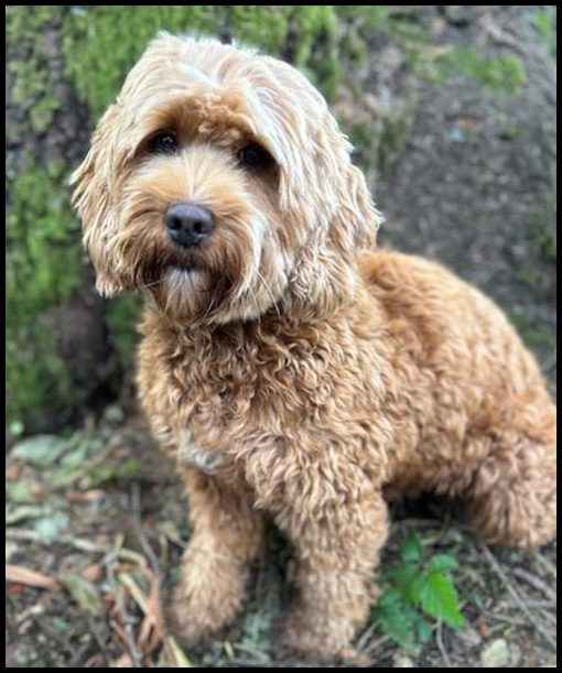 medium labradoodle, medium labradoodle puppies for sale, labradoodle puppies for sale, labradoodle Oregon, labradoodle puppies for sale in Oregon, labradoodle puppies California, labradoodle puppies Washington, labradoodle puppies available