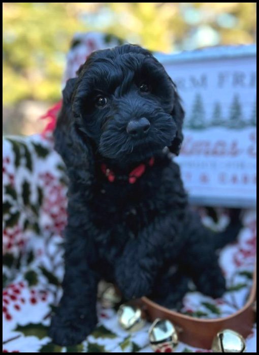 miniature labradoodle, mini labradoodle, medium labradoodle, labradoodles for sale, labradoodles for sale Oregon, medium labradoodle, medium labradoodle puppies for sale, labradoodle puppies for sale, labradoodle Oregon, labradoodle puppies for sale in Oregon, labradoodle puppies California, labradoodle puppies Washington, labradoodle puppies available,