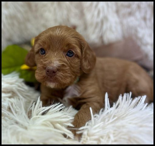 miniature labradoodle, mini labradoodle, medium labradoodle, labradoodles for sale, labradoodles for sale Oregon, medium labradoodle, medium labradoodle puppies for sale, labradoodle puppies for sale, labradoodle Oregon, labradoodle puppies for sale in Oregon, labradoodle puppies California, labradoodle puppies Washington, labradoodle puppies available,