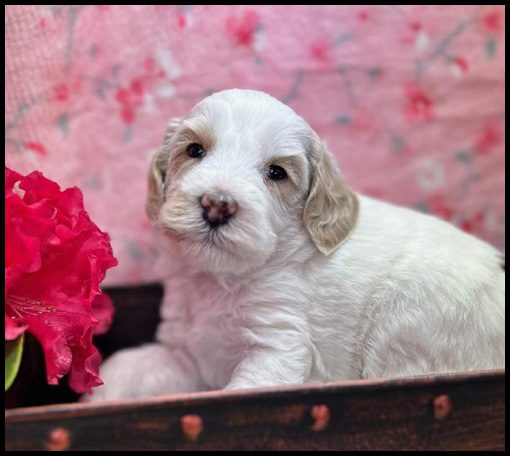 medium labradoodle, medium labradoodle puppies for sale, labradoodle puppies for sale, labradoodle Oregon, labradoodle puppies for sale in Oregon, labradoodle puppies California, labradoodle puppies Washington, labradoodle puppies available
