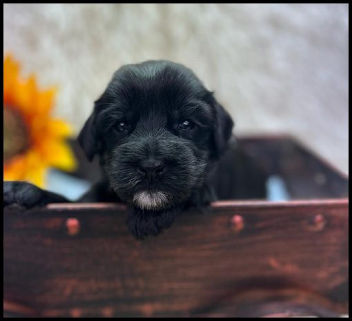 medium labradoodle, medium labradoodle puppies for sale, labradoodle puppies for sale, labradoodle Oregon, labradoodle puppies for sale in Oregon, labradoodle puppies California, labradoodle puppies Washington, labradoodle puppies available