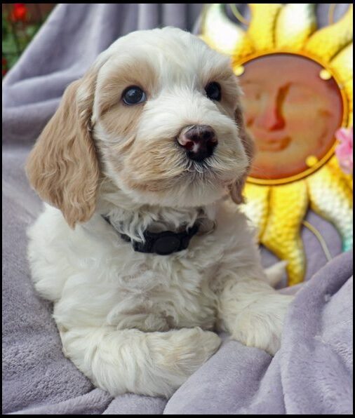 medium labradoodle, medium labradoodle puppies for sale, labradoodle puppies for sale, labradoodle Oregon, labradoodle puppies for sale in Oregon, labradoodle puppies California, labradoodle puppies Washington, labradoodle puppies available