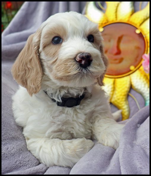 medium labradoodle, medium labradoodle puppies for sale, labradoodle puppies for sale, labradoodle Oregon, labradoodle puppies for sale in Oregon, labradoodle puppies California, labradoodle puppies Washington, labradoodle puppies available