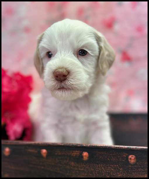 medium labradoodle, medium labradoodle puppies for sale, labradoodle puppies for sale, labradoodle Oregon, labradoodle puppies for sale in Oregon, labradoodle puppies California, labradoodle puppies Washington, labradoodle puppies available