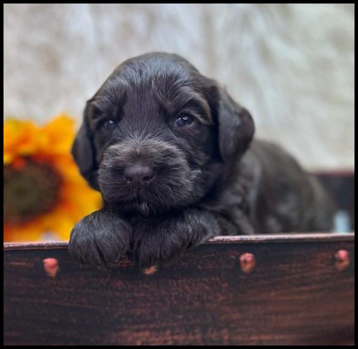 medium labradoodle, medium labradoodle puppies for sale, labradoodle puppies for sale, labradoodle Oregon, labradoodle puppies for sale in Oregon, labradoodle puppies California, labradoodle puppies Washington, labradoodle puppies available