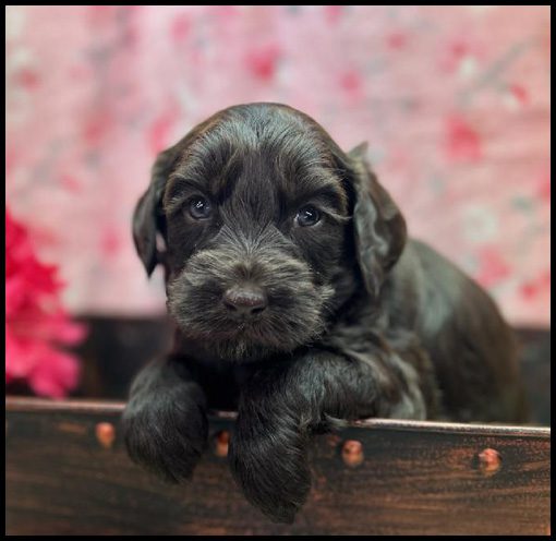 medium labradoodle, medium labradoodle puppies for sale, labradoodle puppies for sale, labradoodle Oregon, labradoodle puppies for sale in Oregon, labradoodle puppies California, labradoodle puppies Washington, labradoodle puppies available