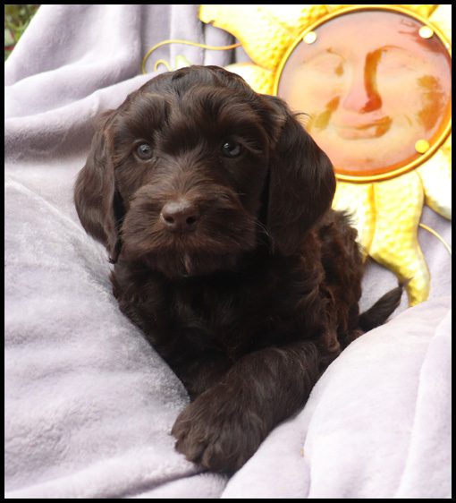 medium labradoodle, medium labradoodle puppies for sale, labradoodle puppies for sale, labradoodle Oregon, labradoodle puppies for sale in Oregon, labradoodle puppies California, labradoodle puppies Washington, labradoodle puppies available