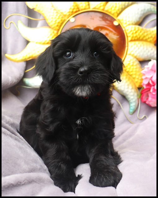 medium labradoodle, medium labradoodle puppies for sale, labradoodle puppies for sale, labradoodle Oregon, labradoodle puppies for sale in Oregon, labradoodle puppies California, labradoodle puppies Washington, labradoodle puppies available