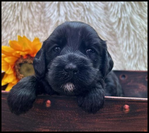 medium labradoodle, medium labradoodle puppies for sale, labradoodle puppies for sale, labradoodle Oregon, labradoodle puppies for sale in Oregon, labradoodle puppies California, labradoodle puppies Washington, labradoodle puppies available