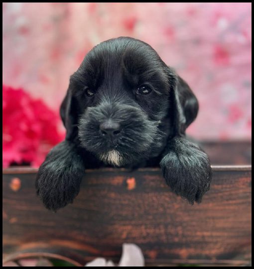 medium labradoodle, medium labradoodle puppies for sale, labradoodle puppies for sale, labradoodle Oregon, labradoodle puppies for sale in Oregon, labradoodle puppies California, labradoodle puppies Washington, labradoodle puppies available
