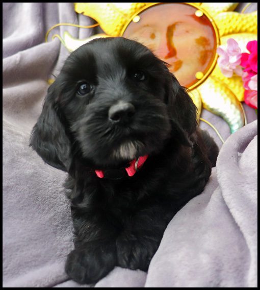 medium labradoodle, medium labradoodle puppies for sale, labradoodle puppies for sale, labradoodle Oregon, labradoodle puppies for sale in Oregon, labradoodle puppies California, labradoodle puppies Washington, labradoodle puppies available