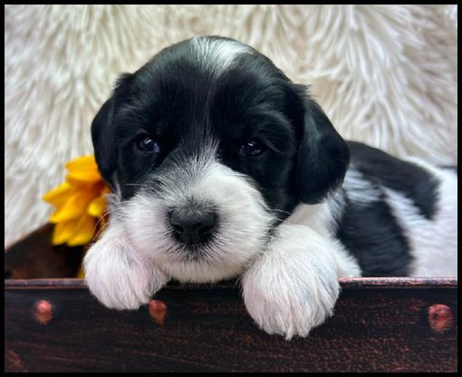 medium labradoodle, medium labradoodle puppies for sale, labradoodle puppies for sale, labradoodle Oregon, labradoodle puppies for sale in Oregon, labradoodle puppies California, labradoodle puppies Washington, labradoodle puppies available