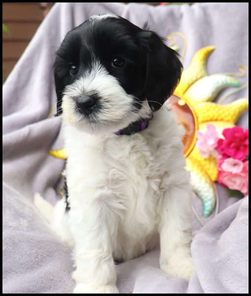 medium labradoodle, medium labradoodle puppies for sale, labradoodle puppies for sale, labradoodle Oregon, labradoodle puppies for sale in Oregon, labradoodle puppies California, labradoodle puppies Washington, labradoodle puppies available