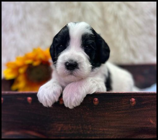 medium labradoodle, medium labradoodle puppies for sale, labradoodle puppies for sale, labradoodle Oregon, labradoodle puppies for sale in Oregon, labradoodle puppies California, labradoodle puppies Washington, labradoodle puppies available
