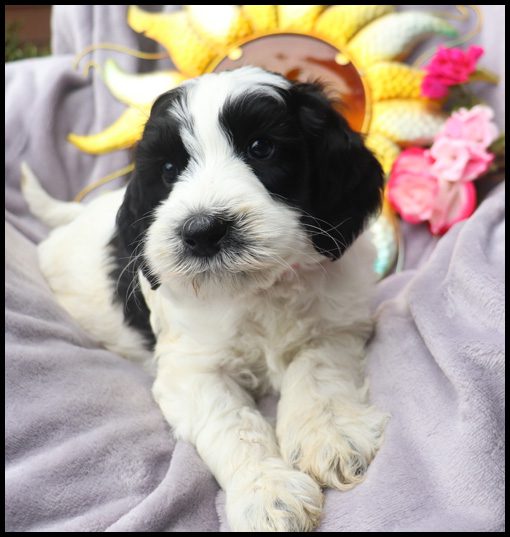 medium labradoodle, medium labradoodle puppies for sale, labradoodle puppies for sale, labradoodle Oregon, labradoodle puppies for sale in Oregon, labradoodle puppies California, labradoodle puppies Washington, labradoodle puppies available