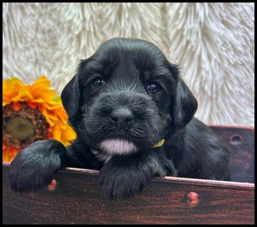 medium labradoodle, medium labradoodle puppies for sale, labradoodle puppies for sale, labradoodle Oregon, labradoodle puppies for sale in Oregon, labradoodle puppies California, labradoodle puppies Washington, labradoodle puppies available