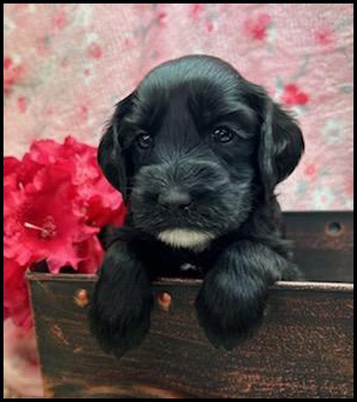 medium labradoodle, medium labradoodle puppies for sale, labradoodle puppies for sale, labradoodle Oregon, labradoodle puppies for sale in Oregon, labradoodle puppies California, labradoodle puppies Washington, labradoodle puppies available