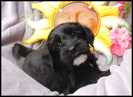 medium labradoodle, medium labradoodle puppies for sale, labradoodle puppies for sale, labradoodle Oregon, labradoodle puppies for sale in Oregon, labradoodle puppies California, labradoodle puppies Washington, labradoodle puppies available