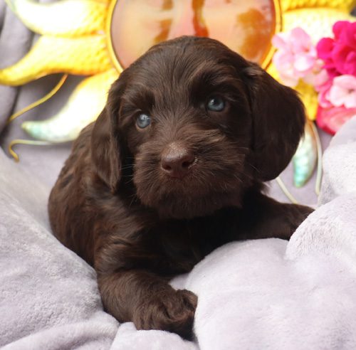 miniature labradoodle, mini labradoodle, medium labradoodle, labradoodles for sale, labradoodles for sale Oregon, medium labradoodle, medium labradoodle puppies for sale, labradoodle puppies for sale, labradoodle Oregon, labradoodle puppies for sale in Oregon, labradoodle puppies California, labradoodle puppies Washington, labradoodle puppies available,