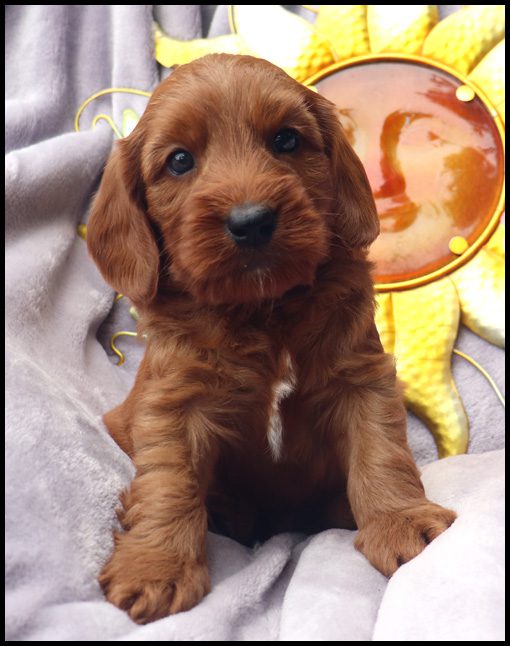 miniature labradoodle, mini labradoodle, medium labradoodle, labradoodles for sale, labradoodles for sale Oregon, medium labradoodle, medium labradoodle puppies for sale, labradoodle puppies for sale, labradoodle Oregon, labradoodle puppies for sale in Oregon, labradoodle puppies California, labradoodle puppies Washington, labradoodle puppies available,