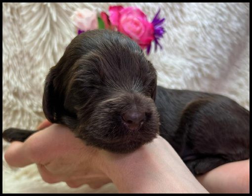 miniature labradoodle, mini labradoodle, medium labradoodle, labradoodles for sale, labradoodles for sale Oregon, medium labradoodle, medium labradoodle puppies for sale, labradoodle puppies for sale, labradoodle Oregon, labradoodle puppies for sale in Oregon, labradoodle puppies California, labradoodle puppies Washington, labradoodle puppies available,