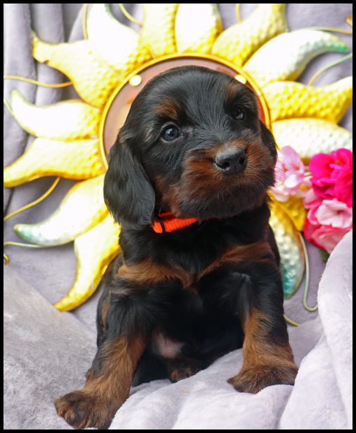 miniature labradoodle, mini labradoodle, medium labradoodle, labradoodles for sale, labradoodles for sale Oregon, medium labradoodle, medium labradoodle puppies for sale, labradoodle puppies for sale, labradoodle Oregon, labradoodle puppies for sale in Oregon, labradoodle puppies California, labradoodle puppies Washington, labradoodle puppies available,
