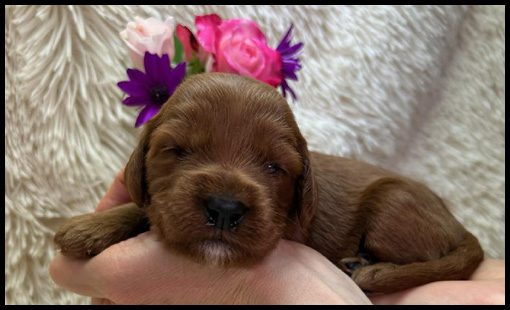 miniature labradoodle, mini labradoodle, medium labradoodle, labradoodles for sale, labradoodles for sale Oregon, medium labradoodle, medium labradoodle puppies for sale, labradoodle puppies for sale, labradoodle Oregon, labradoodle puppies for sale in Oregon, labradoodle puppies California, labradoodle puppies Washington, labradoodle puppies available,